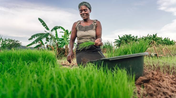 ResearchGate : Vers une agriculture commerciale à petite échelle, clé du développement agricole de l’Afrique