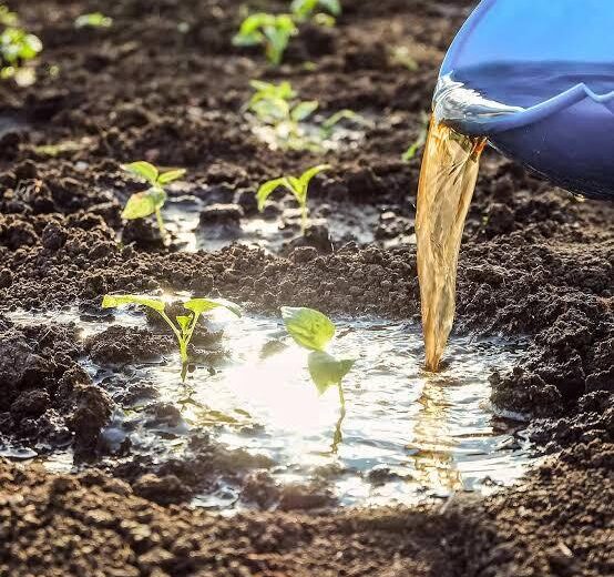 CUREUS : Le renouveau agricole de l’urine : améliorer les rendements des cultures et la durabilité environnementale